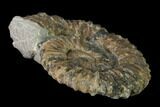 Aegocrioceras Ammonite - Germany #139346-1